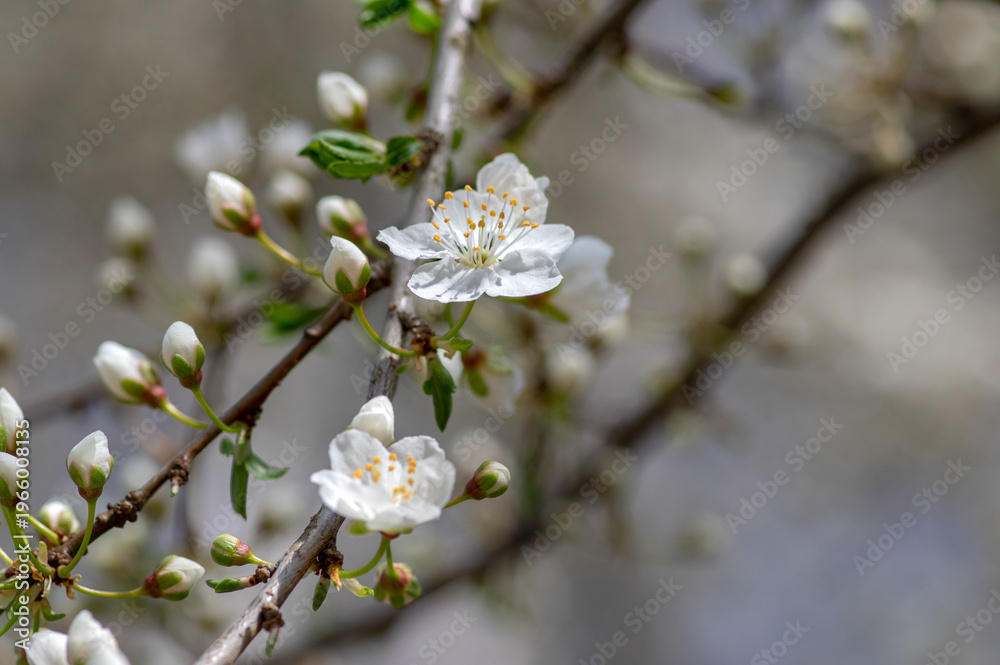 Fototapeta premium Prunus spinosa blackthorn flowers in bloom, small white flowering sloe tree branches