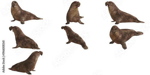 Photos Animated elephant seals in various playful poses