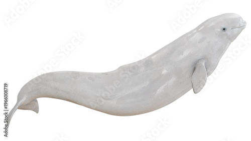 Fotografie Elegant beluga whale swimming gracefully.