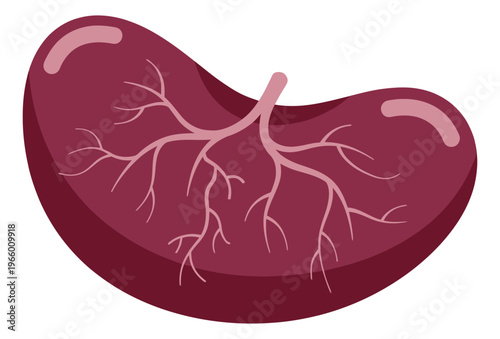 Flat illustration of a spleen depicting organ anatomy with vascular branching detail for medical and healthcare design