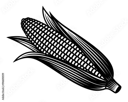 Black and white illustration of corn on the cob with leaves intact still life