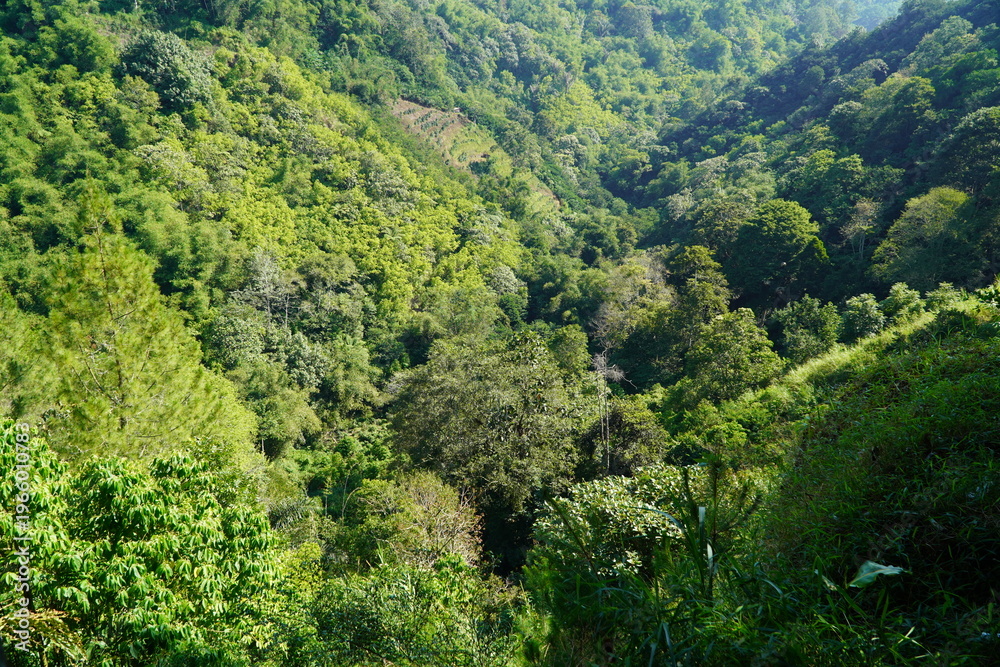 Fototapeta premium green forest in the mountains