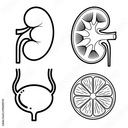 Kidney and urinary system anatomy with bladder and lemon slice cross section
