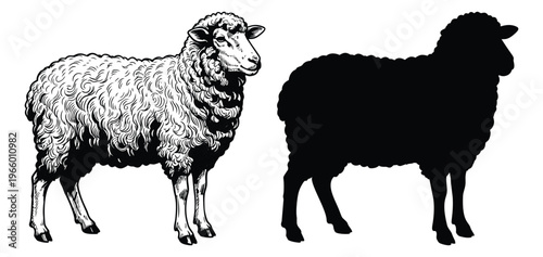 Engraving and silhouette illustration of sheep depicting fluffy wool livestock for farm and agriculture design