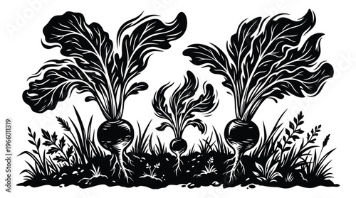 Woodcut illustration of garden root vegetables depicting beets growing in soil with dramatic foliage for agricultural design