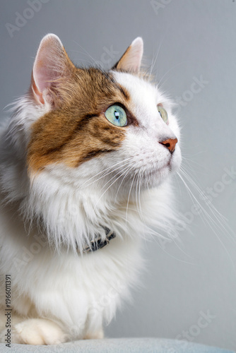 Close up portrait of a beau...