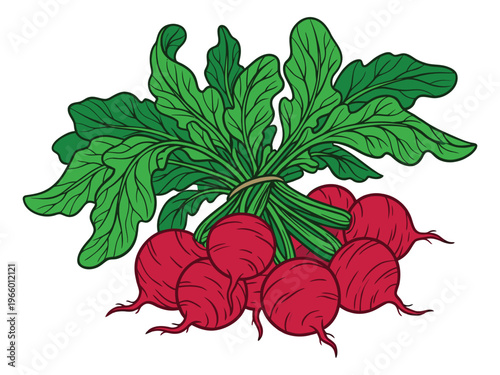 Cartoon illustration of fresh radish bunch depicting leafy root vegetables for food and garden design