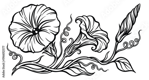Line art illustration of morning glory flowers depicting blooming vines with decorative swirls for botanical and floral design
