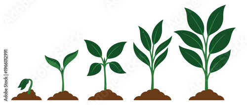 Flat illustration of plant growth stages depicting seedling to mature plant progression for nature and education design