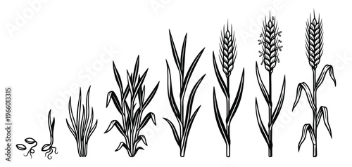 Outline illustration set of 8 wheat plant growth stages depicting seedling to mature crop lifecycle for agriculture and botany design