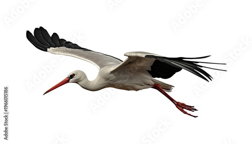 A beautiful white stork with black wing feathers and a long red beak captured mid-flight against a clear white background.