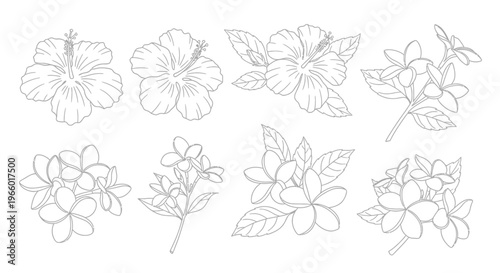 Tropical Flower Line Art Set: Hibiscus and Plumeria Sketch Collection