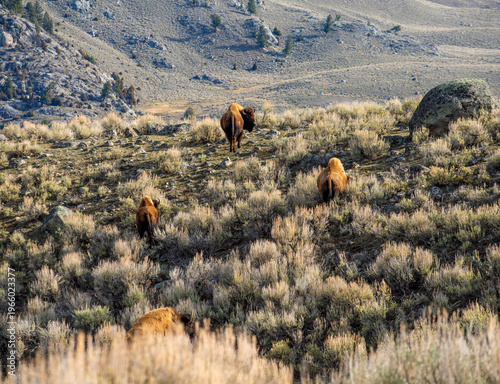 Yellowstone National Park