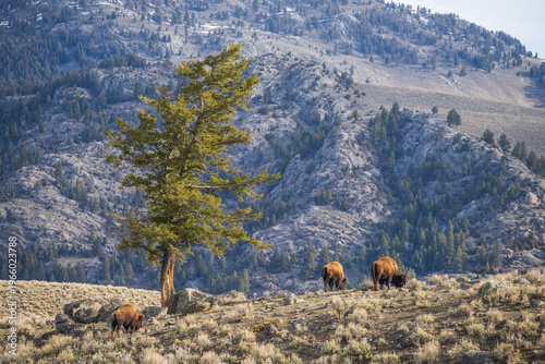 Yellowstone National Park