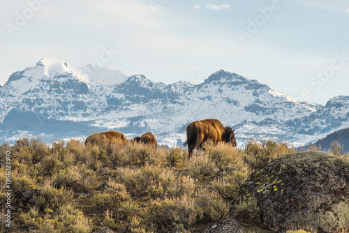 Yellowstone National Park