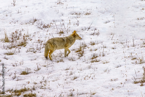 Yellowstone National Park