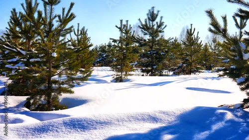 A picturesque spruce grove covered with snow on a sunny winter day