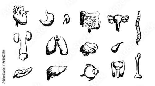 Internal Organs Sketch