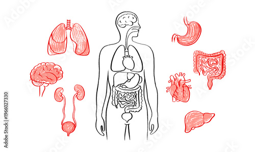 Internal Organs Sketch