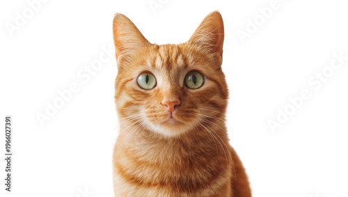 Cuadro en lienzo Ginger tabby cat face with bright green eyes, isolated on transparent background