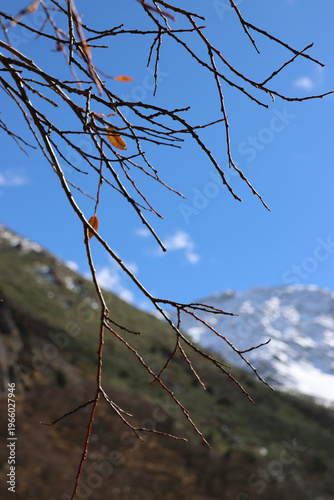 Autumn view at Huanglong National Park with artistic tree branches and leaves in a sunny day, Songpan County, Sichuan Province of China