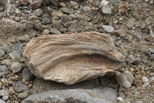 Large fossil shell preserved in sedimentary rock natural background Spain