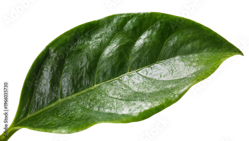Фотография Vibrant green glossy plant leaf with prominent central vein structure, isolated