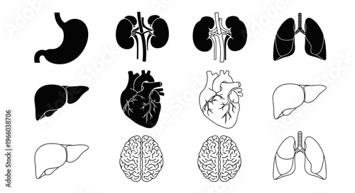 Anatomical illustration displaying human internal organs in a black and white style
