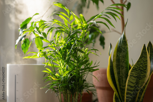 Humidifier releasing steam near lush parlor palm and snake plants, creating an ideal environment for plant growth and promoting a fresh, healthy indoor atmosphere