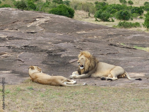 Unique wildlife photograph capturing a lion pair with a strong young male during mating season in the Masai Mara, Kenya. The scene highlights natural behavior, strength, and the raw beauty of Africa.
