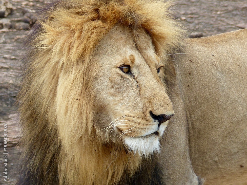 Naklejka premium Powerful portrait of a strong young male lion with an impressive mane, captured in the Masai Mara, Kenya. The image highlights strength, dominance, and the majestic presence of the male lion.