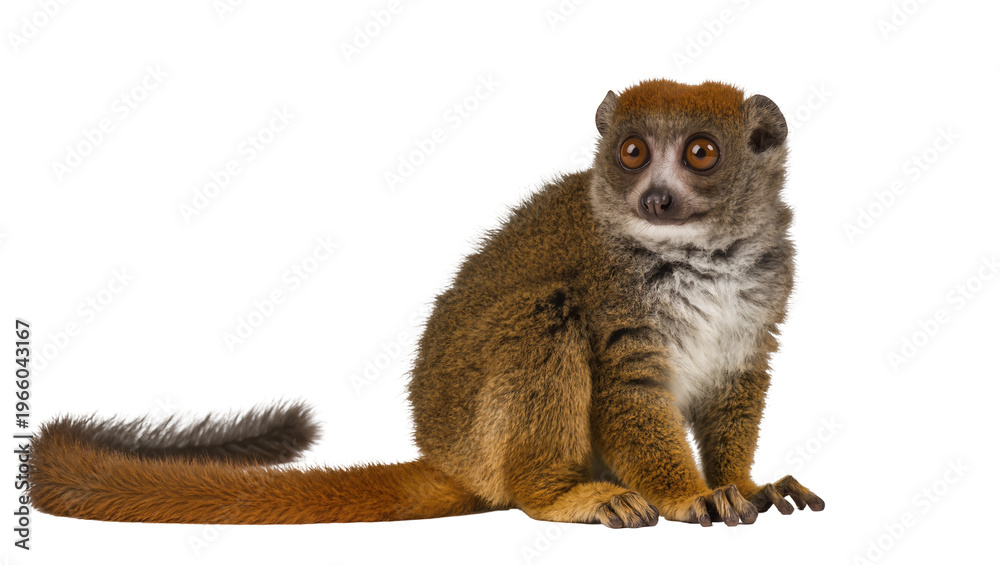 Obraz premium Brown mongoose lemur with large eyes long bushy tail, isolated on transparent background