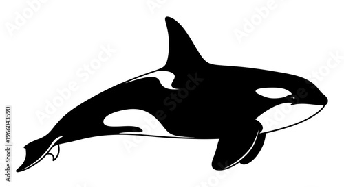 Orca silhouette design: graceful black and white marine life