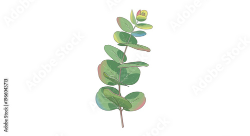 Colorful watercolor eucalyptus branch with leaves and bud in detailed botanical art