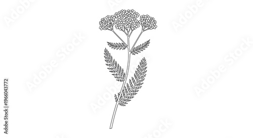 Detailed linear drawing of yarrow plant with leaves and blossoms
