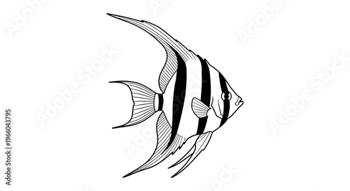Elegant black and white angelfish line art illustration for marine design