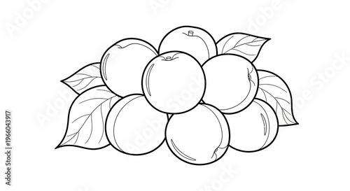 Outline drawing of juicy peaches with leaves on white background
