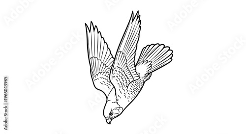 Detailed outline of a hawk in mid-flight