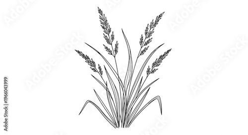 Elegant linear drawing of wild grass with delicate stems and seed heads on white background