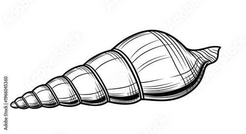 Detailed seashell drawing with curved patterns in black and white