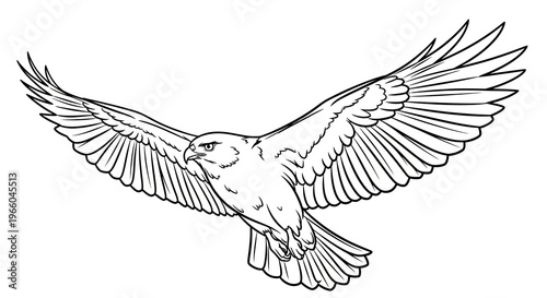 Detailed outline of a hawk with outstretched wings