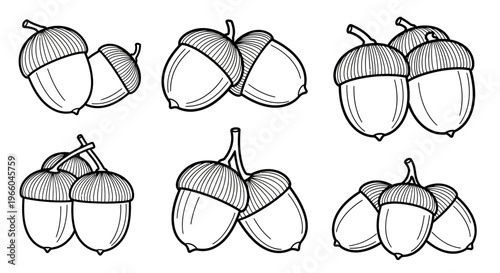 Detailed oak acorns in black and white: nature's autumn treasures