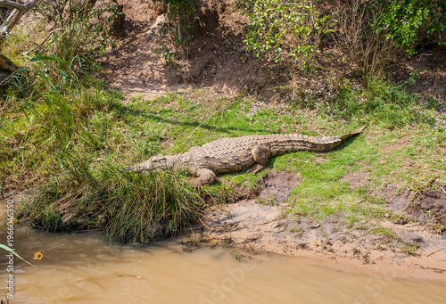 
Nile crocodiles (Crocodylus niloticus) in the Isimangaliso Wetland in Southern Africa are remarkable for their size.