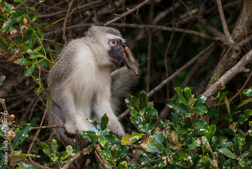 Vervet monkey (Chlorocebus pygerythrus), or simply vervet, the Old World monkey of the African Cercopithecidae family. The term 