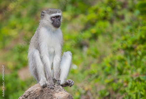Vervet monkey (Chlorocebus pygerythrus), or simply vervet, the Old World monkey of the African Cercopithecidae family. The term 