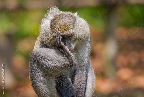 Vervet monkey (Chlorocebus pygerythrus), or simply vervet, the Old World monkey of the African Cercopithecidae family. The term 
