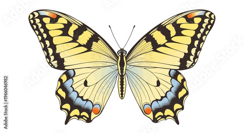 Elegant butterfly with detailed wing patterns in symmetrical design