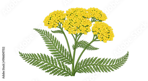 Yellow tansy flowers with green leaves on white background