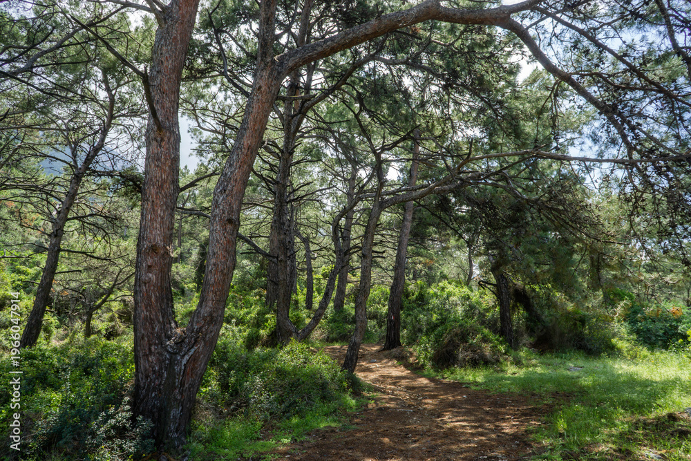 Fototapeta premium Forest Path Through Pine Trees in Sunlight