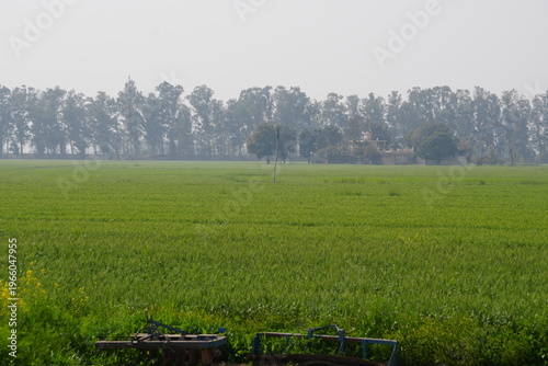Lush Green Crop Field with Trees Line in Countryside